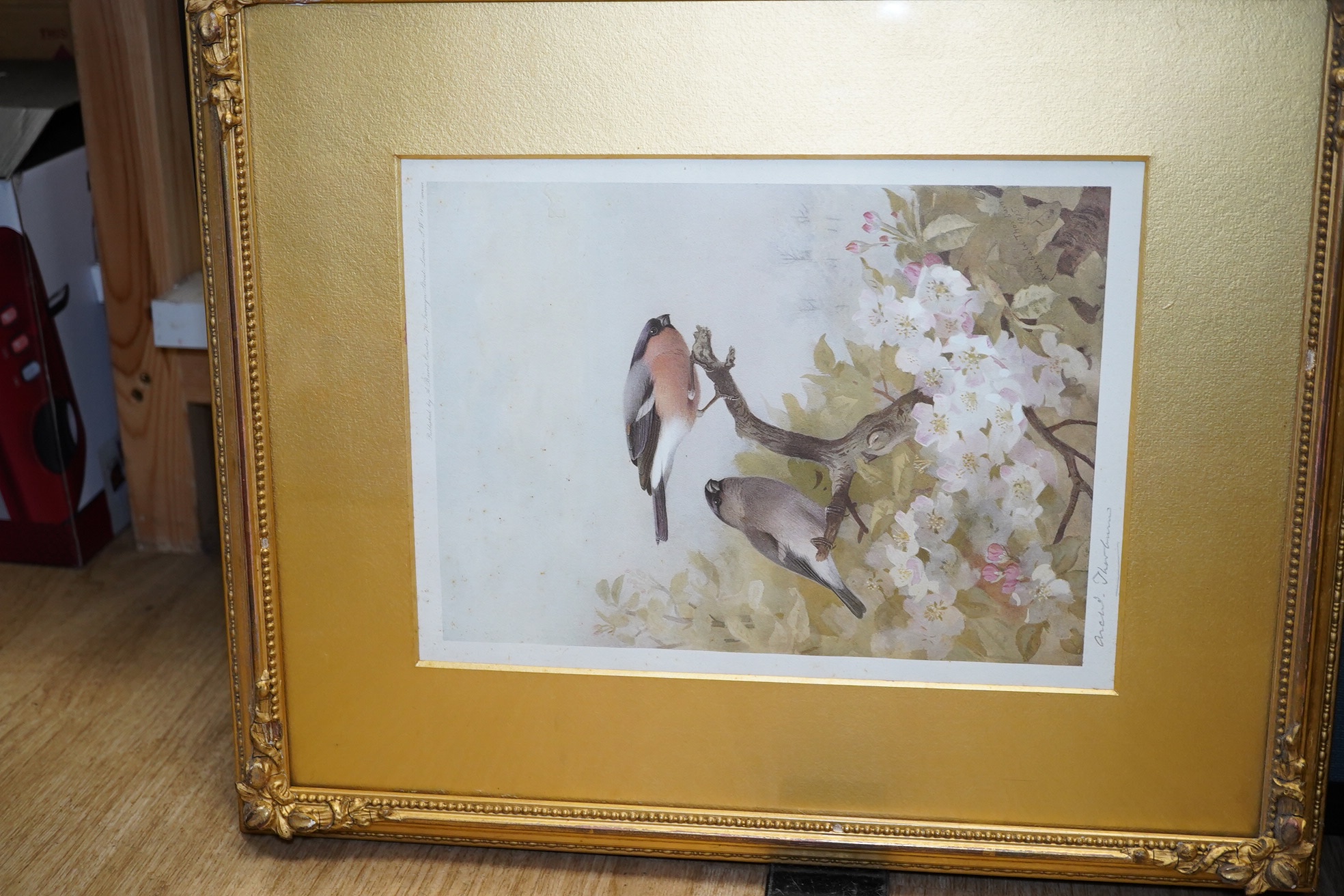 Archibald Thorburn (1860-1935), pair of coloured prints, Birds on branches, signed in pencil, published by A Baird - Carter, London 1915 and 1916, 27 x 20cm, gilt framed. Condition - fair, spots of foxing